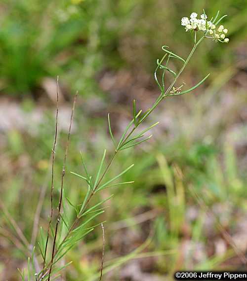 Whorled Milkweed (Asclepias verticillata)