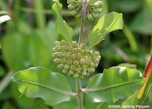 Green Milkweed (Asclepias viridis)