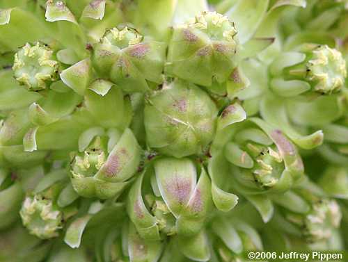 Green Milkweed (Asclepias viridis)