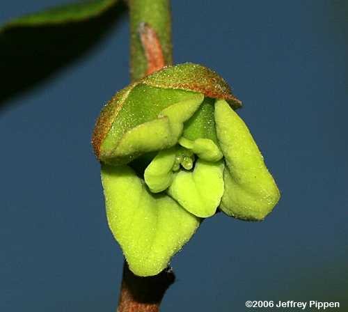Dwarf Pawpaw (Asimina parviflora)