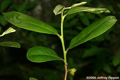 Dwarf Pawpaw (Asimina parviflora)