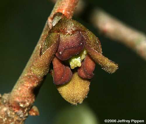 Dwarf Pawpaw (Asimina parviflora)