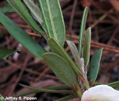 Netted Pawpaw, Netleaf Pawpaw (Asimina reticulata)