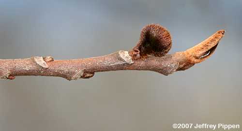 Pawpaw (Asimina triloba)