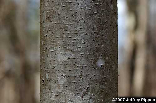Pawpaw (Asimina triloba)