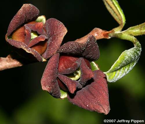 Pawpaw (Asimina triloba)