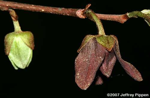 Pawpaw (Asimina triloba)