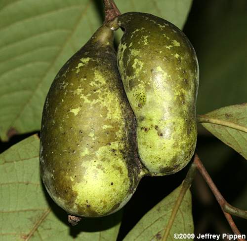 Pawpaw (Asimina triloba)