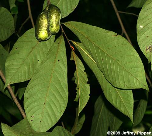 Pawpaw (Asimina triloba)