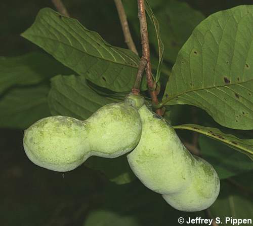 Pawpaw (Asimina triloba)