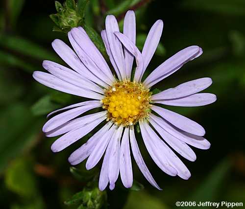 Aster sp.