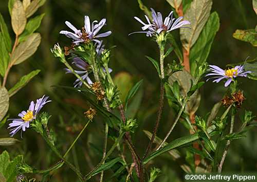 Aster sp.