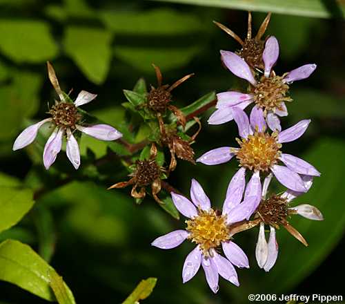 Slender Aster  (Eurybia compacta, Aster gracilis)