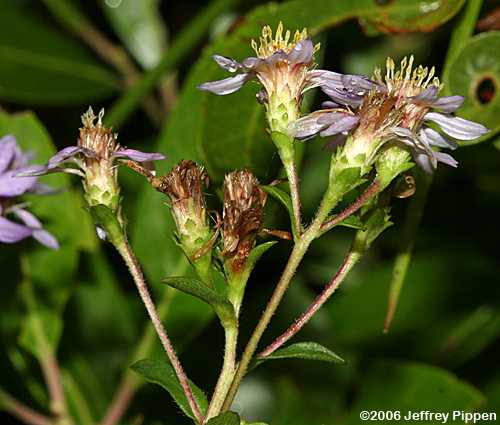 Slender Aster  (Eurybia compacta, Aster gracilis)