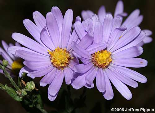 Wavyleaf Aster (Symphyotrichum undulatum, Aster undulatus)