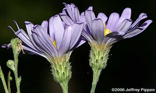 Wavyleaf Aster (Symphyotrichum undulatum, Aster undulatus)