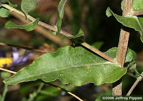 Wavyleaf Aster (Symphyotrichum undulatum, Aster undulatus)