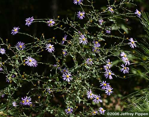 Wavyleaf Aster (Symphyotrichum undulatum, Aster undulatus)