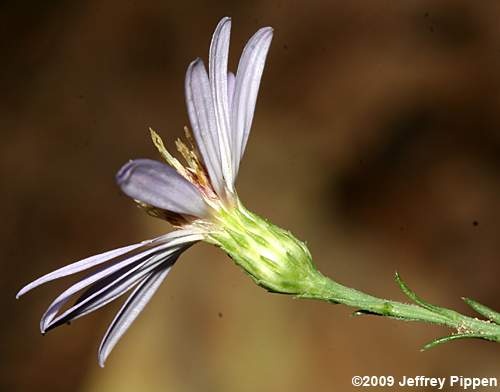 Narrowleaf Smooth Aster (Aster concinnus, Symphyotrichum laeve var. concinnus)