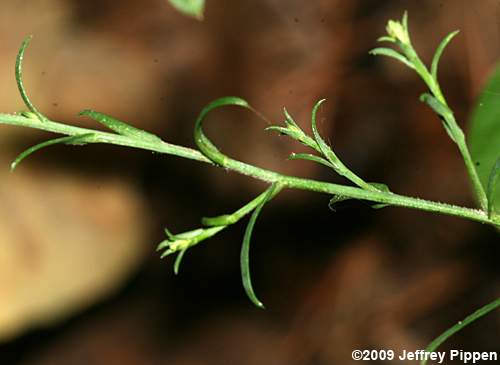 Narrowleaf Smooth Aster (Aster concinnus, Symphyotrichum laeve var. concinnus)