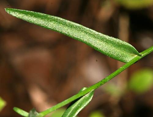 Narrowleaf Smooth Aster (Aster concinnus, Symphyotrichum laeve var. concinnus)