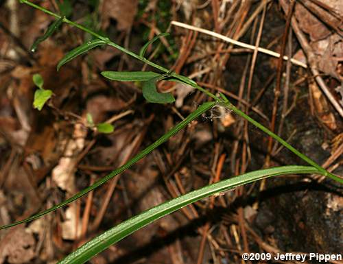 Narrowleaf Smooth Aster (Aster concinnus, Symphyotrichum laeve var. concinnus)