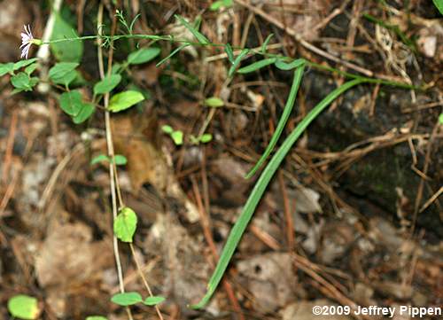 Narrowleaf Smooth Aster (Aster concinnus, Symphyotrichum laeve var. concinnus)