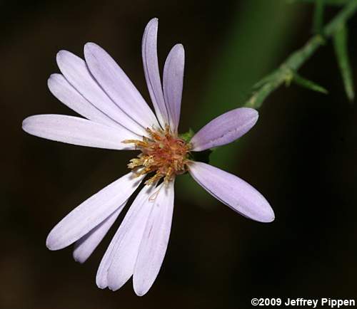 Narrowleaf Smooth Aster (Aster concinnus, Symphyotrichum laeve var. concinnus)