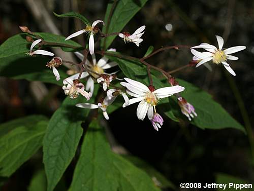 Whorled Aster, Whorled Wood Aster (Aster acuminatus, Oclemena acuminata)
