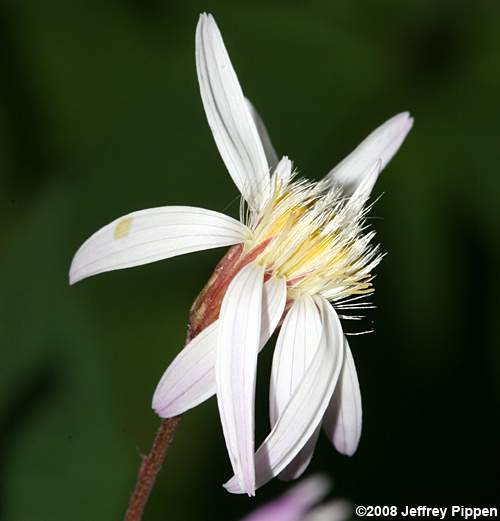 Whorled Aster, Whorled Wood Aster (Aster acuminatus, Oclemena acuminata)