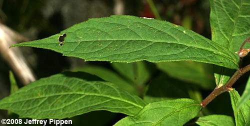 Whorled Aster, Whorled Wood Aster (Aster acuminatus, Oclemena acuminata)