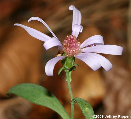 Narrowleaf Smooth Aster (Aster concinnus, Symphyotrichum laeve var. concinnum)