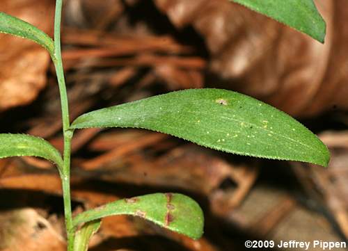 Narrowleaf Smooth Aster (Aster concinnus, Symphyotrichum laeve var. concinnum)