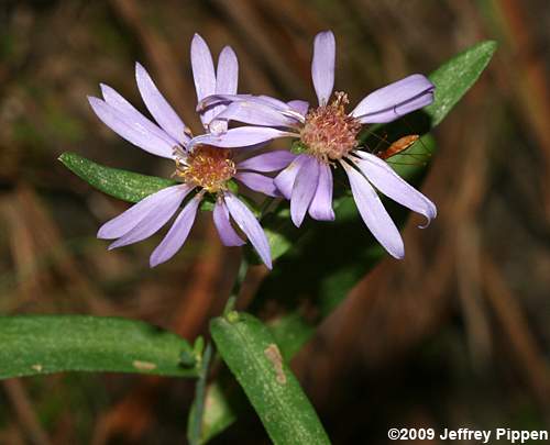 Narrowleaf Smooth Aster (Aster concinnus, Symphyotrichum laeve var. concinnum)