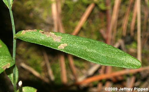 Narrowleaf Smooth Aster (Aster concinnus, Symphyotrichum laeve var. concinnum)