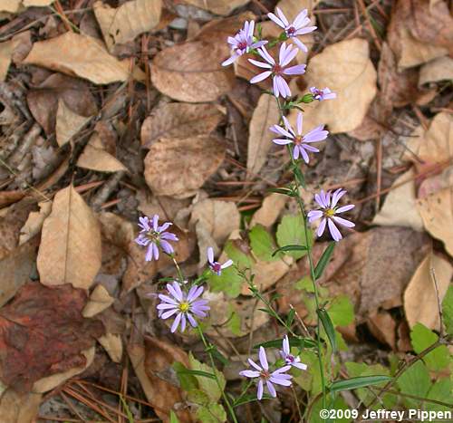 Narrowleaf Smooth Aster (Aster concinnus, Symphyotrichum laeve var. concinnum)