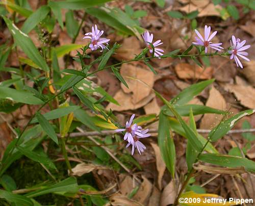 Narrowleaf Smooth Aster (Aster concinnus, Symphyotrichum laeve var. concinnum)