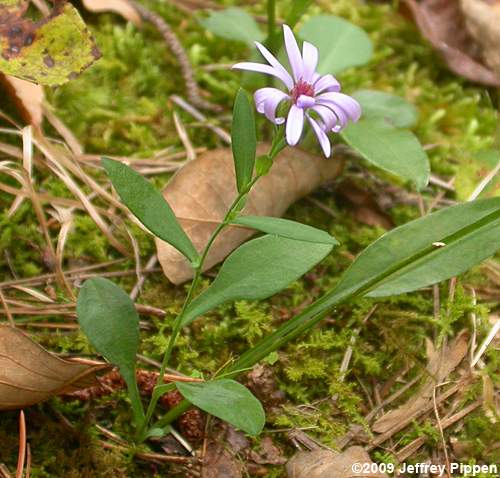 Narrowleaf Smooth Aster (Aster concinnus, Symphyotrichum laeve var. concinnum)