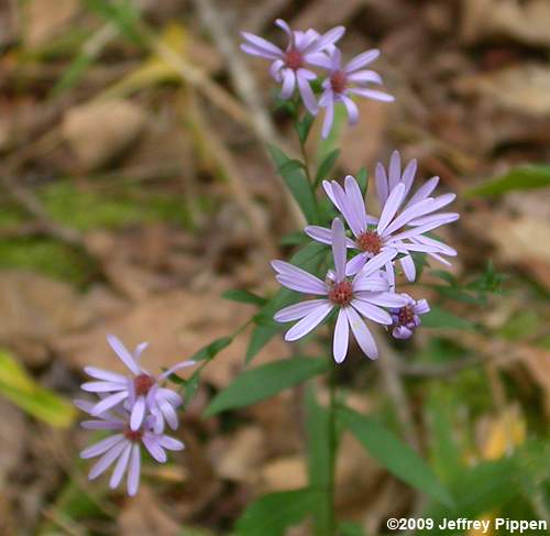 Narrowleaf Smooth Aster (Aster concinnus, Symphyotrichum laeve var. concinnum)