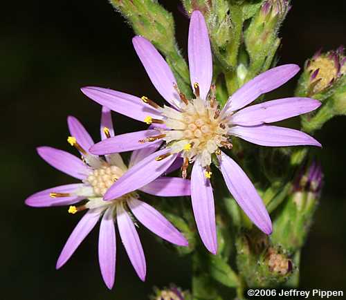 Eastern Silver Aster (Symphyiotrichum concolor)