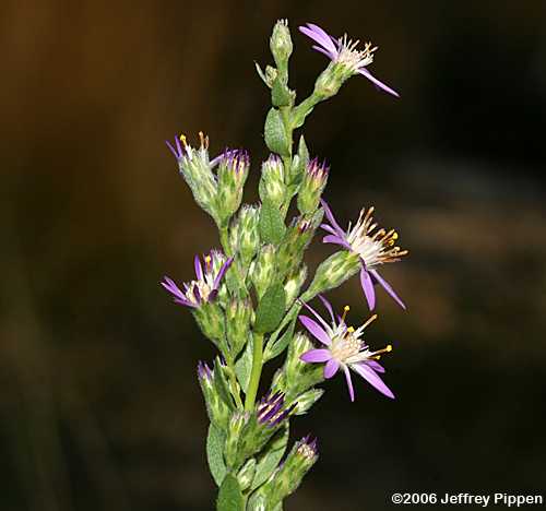 Eastern Silver Aster (Symphyiotrichum concolor)