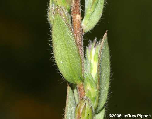Eastern Silver Aster (Symphyiotrichum concolor)