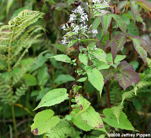 Blue Wood Aster, Heartleaf Aster (Symphyotrichum cordifolium, Aster cordifolius)