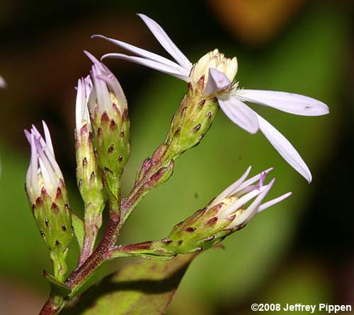 Blue Wood Aster, Heartleaf Aster (Symphyotrichum cordifolium, Aster cordifolius)