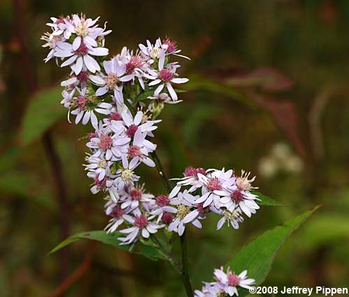 Blue Wood Aster, Heartleaf Aster (Symphyotrichum cordifolium, Aster cordifolius)