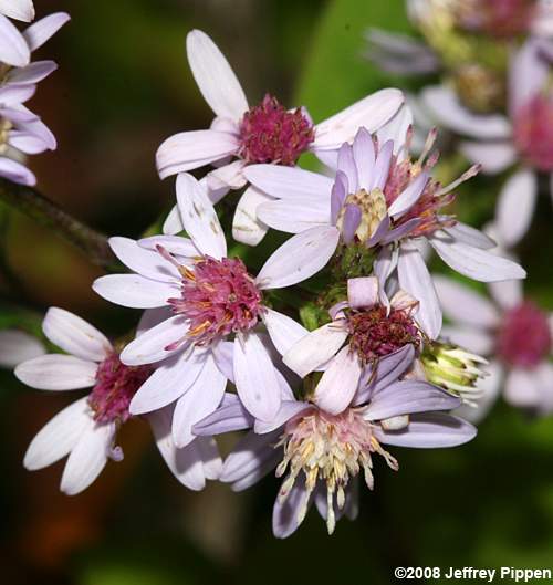 Blue Wood Aster, Heartleaf Aster (Symphyotrichum cordifolium, Aster cordifolius)
