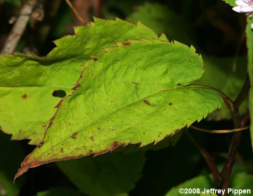 Blue Wood Aster, Heartleaf Aster (Symphyotrichum cordifolium, Aster cordifolius)