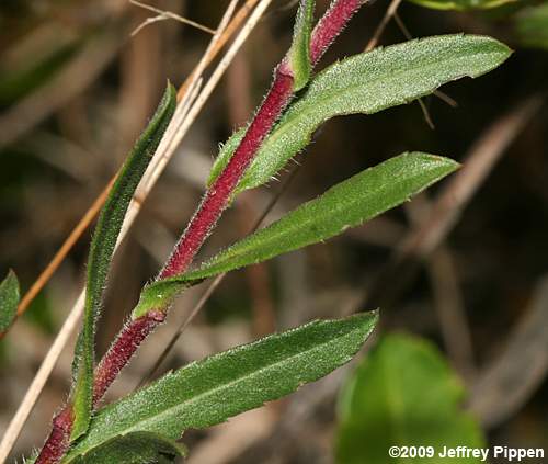Slender Aster  (Eurybia compacta, Aster gracilis)