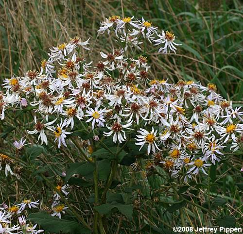 Bigleaf Aster (Aster macrophyllus, Eurybia macrophylla)