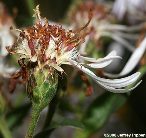 Bigleaf Aster (Aster macrophyllus, Eurybia macrophylla)